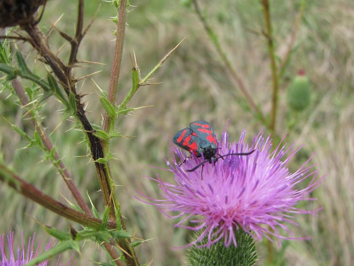 Quale Zygaena?